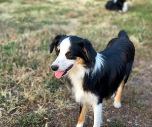 Mother of the Miniature Australian Shepherd puppies born on 04/05/2025