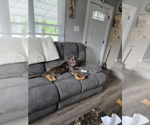 Medium Photo #32 Mutt Puppy For Sale in Mount Laurel, NJ, USA