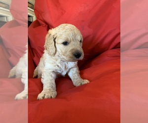 Golden Retriever-Poodle (Toy) Mix Puppy for sale in WILLCOX, AZ, USA