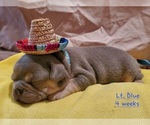 Puppy 3 French Bulldog