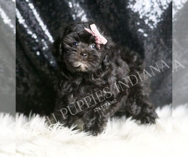 Medium Photo #1 Maltipoo (Miniature) Puppy For Sale in WARSAW, IN, USA