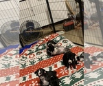 Small Photo #8 Great Dane Puppy For Sale in MARICOPA, AZ, USA