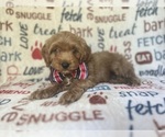 Small #2 Cavapoo