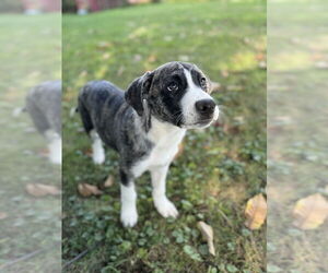 Great Pyrenees-Unknown Mix Dogs for adoption in Springdale, PA, USA