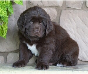 Newfoundland Puppy for sale in FREDERICKSBG, OH, USA