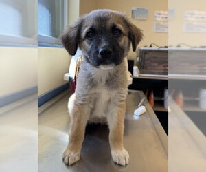 German Shepherd Dog-Unknown Mix Dogs for adoption in Santa Maria, CA, USA