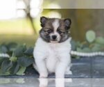 Small Pomeranian