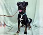 Small #6 Rottweiler-Staffordshire Bull Terrier Mix