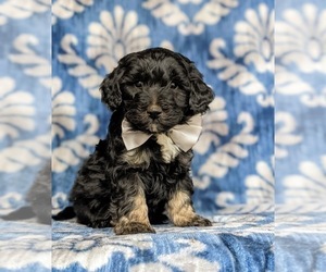 Miniature Bernedoodle-Poodle (Miniature) Mix Puppy for sale in KIRKWOOD, PA, USA