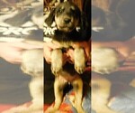 Small Photo #15 Golden Labrador Puppy For Sale in IDAHO SPRINGS, CO, USA