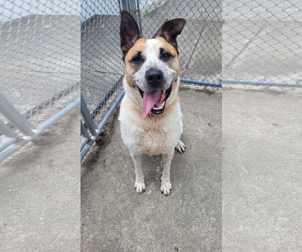 Medium Photo #13 Mutt Puppy For Sale in Rockaway, NJ, USA