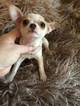 Small Photo #1 Chihuahua Puppy For Sale in TRACY, CA, USA