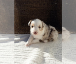Puppy Raja Australian Shepherd