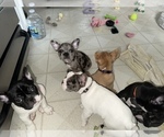 Small Photo #5 French Bulldog Puppy For Sale in YORKTOWN, IN, USA