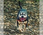 Small Photo #13 American Bully Puppy For Sale in LONGVIEW, TX, USA