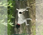 Small Photo #1 German Shorthaired Pointer Puppy For Sale in WARSAW, NC, USA