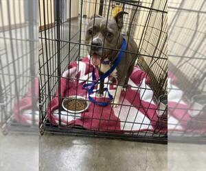 Mutt Dogs for adoption in Texas City, TX, USA