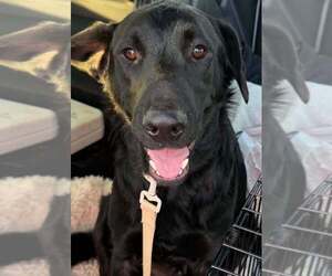 Golden Labrador Dogs for adoption in Palatine/Kildeer/Buffalo grove, IL, USA