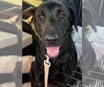 Colin - Male Golden Labrador Dog for Adoption - Small photo