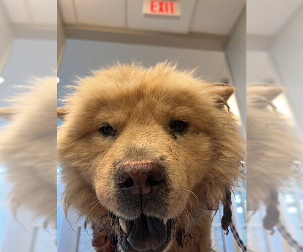 Medium Photo #1 Chow Chow Puppy For Sale in Pearland, TX, USA