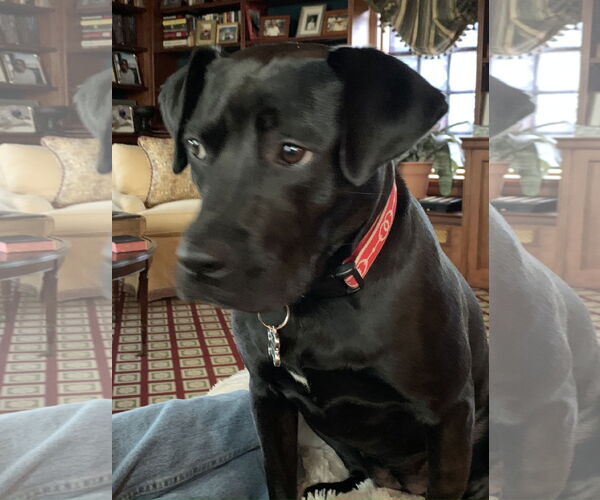 Medium Photo #3 Labrador Retriever-Unknown Mix Puppy For Sale in Monkton, MD, USA