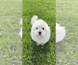 Coton de Tulear Puppy for sale in CANOGA, NY, USA