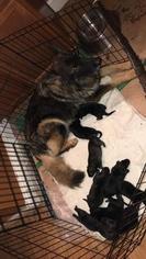 Mother of the German Shepherd Dog puppies born on 12/06/2017