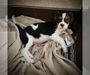 Cavalier King Charles Spaniel Puppy for sale in PAYSON, AZ, USA