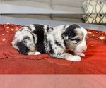 Small Photo #5 Australian Shepherd Puppy For Sale in SALISBURY, NC, USA