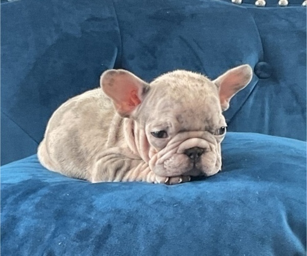 Medium Photo #22 French Bulldog Puppy For Sale in ANCHORAGE, AK, USA