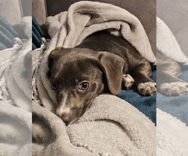 Medium Photo #3 Chiweenie Puppy For Sale in Oakhurst, NJ, USA