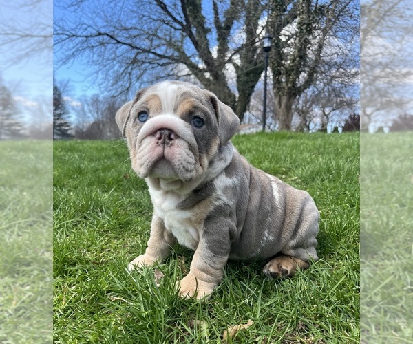 Medium Photo #3 English Bulldog Puppy For Sale in SPENCERPORT, NY, USA