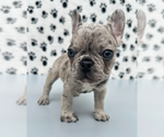 Small #1 French Bulldog