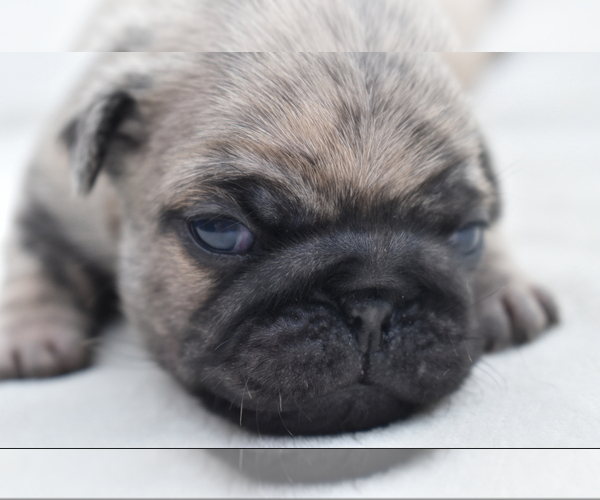 Medium Photo #7 Pug Puppy For Sale in PALM COAST, FL, USA