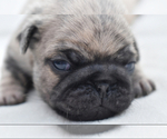 Small #6 Pug