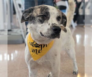 Great Pyrenees-Unknown Mix Dogs for adoption in Brooklyn Center, MN, USA