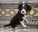 Puppy Freedom Miniature Australian Shepherd
