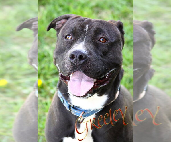 Medium Photo #1 Mutt Puppy For Sale in Evansville, IN, USA