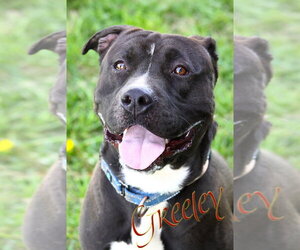 Mutt Dogs for adoption in Evansville, IN, USA