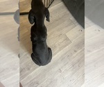 Small #15 Doberman Pinscher