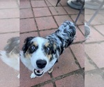 Small Photo #1 Miniature American Shepherd Puppy For Sale in BERLIN, MA, USA