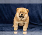 Small Photo #8 Chow Chow Puppy For Sale in NAPPANEE, IN, USA
