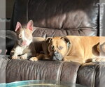 Small #2 American Pit Bull Terrier Mix
