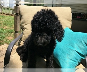 Goldendoodle Puppy for sale in REIDSVILLE, NC, USA