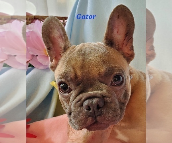 Medium Photo #5 French Bulldog Puppy For Sale in OTTAWA LAKE, MI, USA