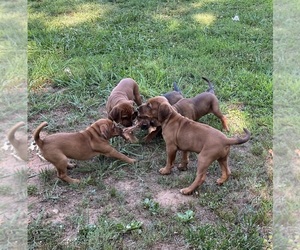 Redbone Coonhound-Rhodesian Ridgeback Mix Dogs for adoption in CAMPOBELLO, SC, USA