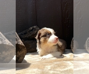 Medium Australian Shepherd