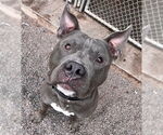 Small #4 Bulldog Mix