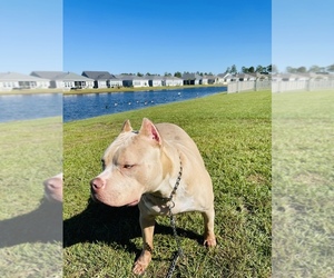 American Bully Puppy for sale in MYRTLE BEACH, SC, USA