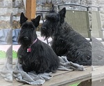 Small Photo #1 Scottish Terrier Puppy For Sale in FEDERAL WAY, WA, USA